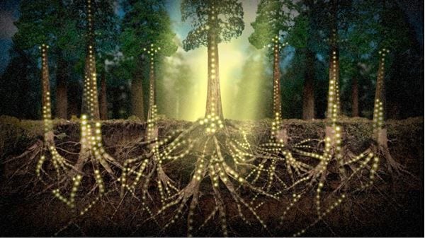 Trees can talk