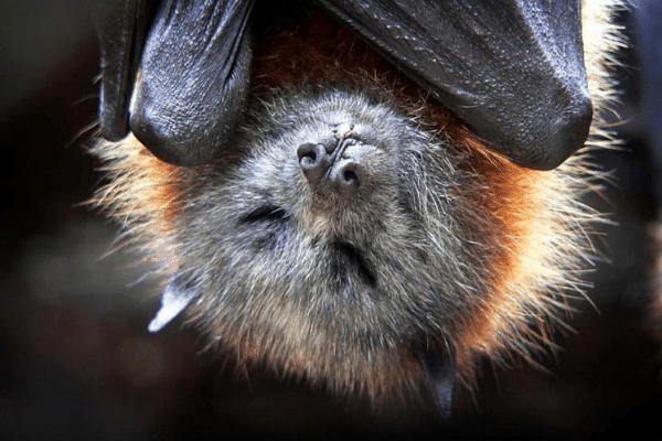 Fruit Bat